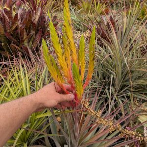Tillandsia inopinata Queretaro 106