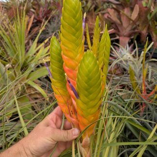 Tillandsia jalisco-monticola Michoacan 594