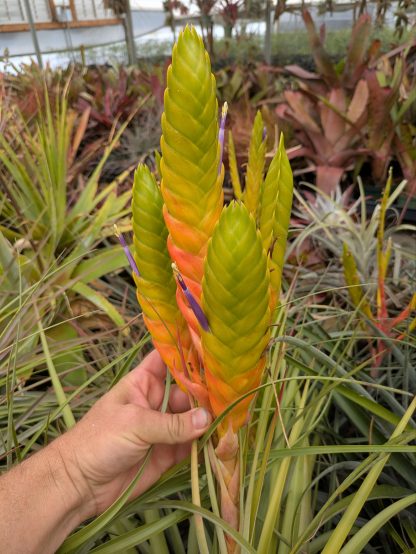 Tillandsia jalisco-monticola Michoacan 594
