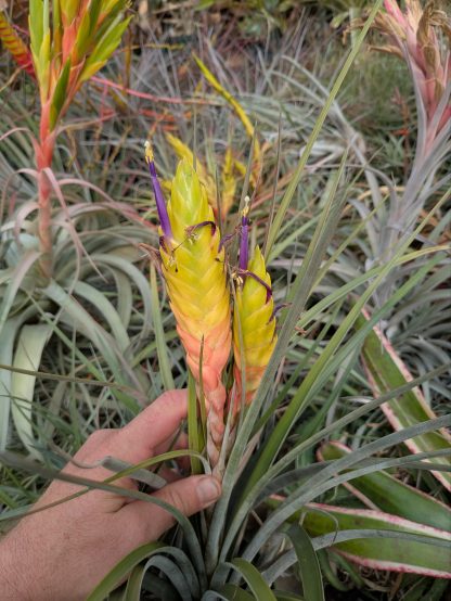 Tillandsia aff jalisco-monticola mini Jalisco AS380