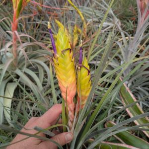 Tillandsia aff jalisco-monticola mini Jalisco AS380