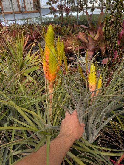 Tillandsia aff jalisco-monticola mini Jalisco AS380 - Image 2