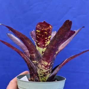 Neoregelia dungsiana x Midnight