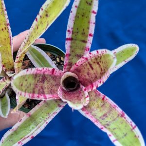 Neoregelia Rumba