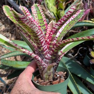 Neoregelia Enticer
