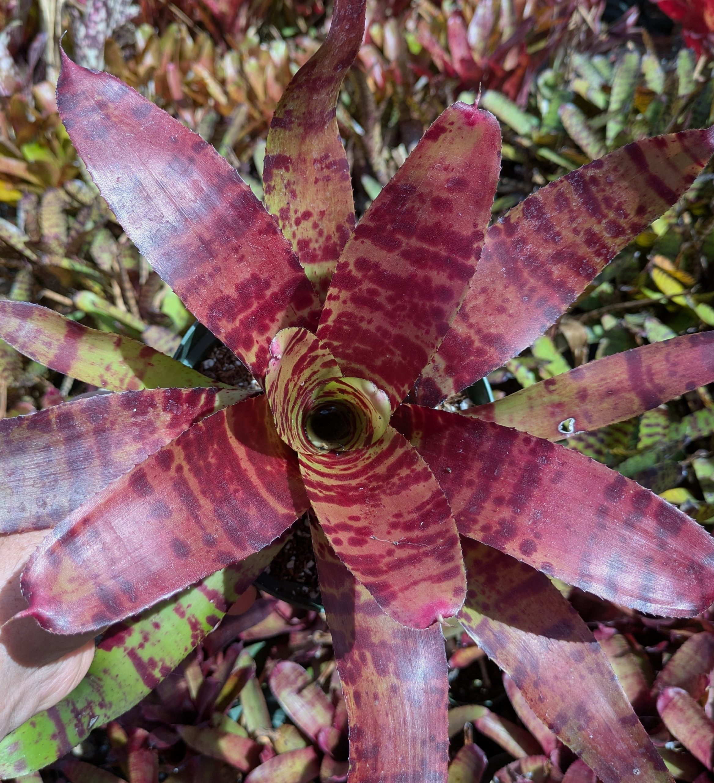 Neoregelia Blushing Tiger - Image 3