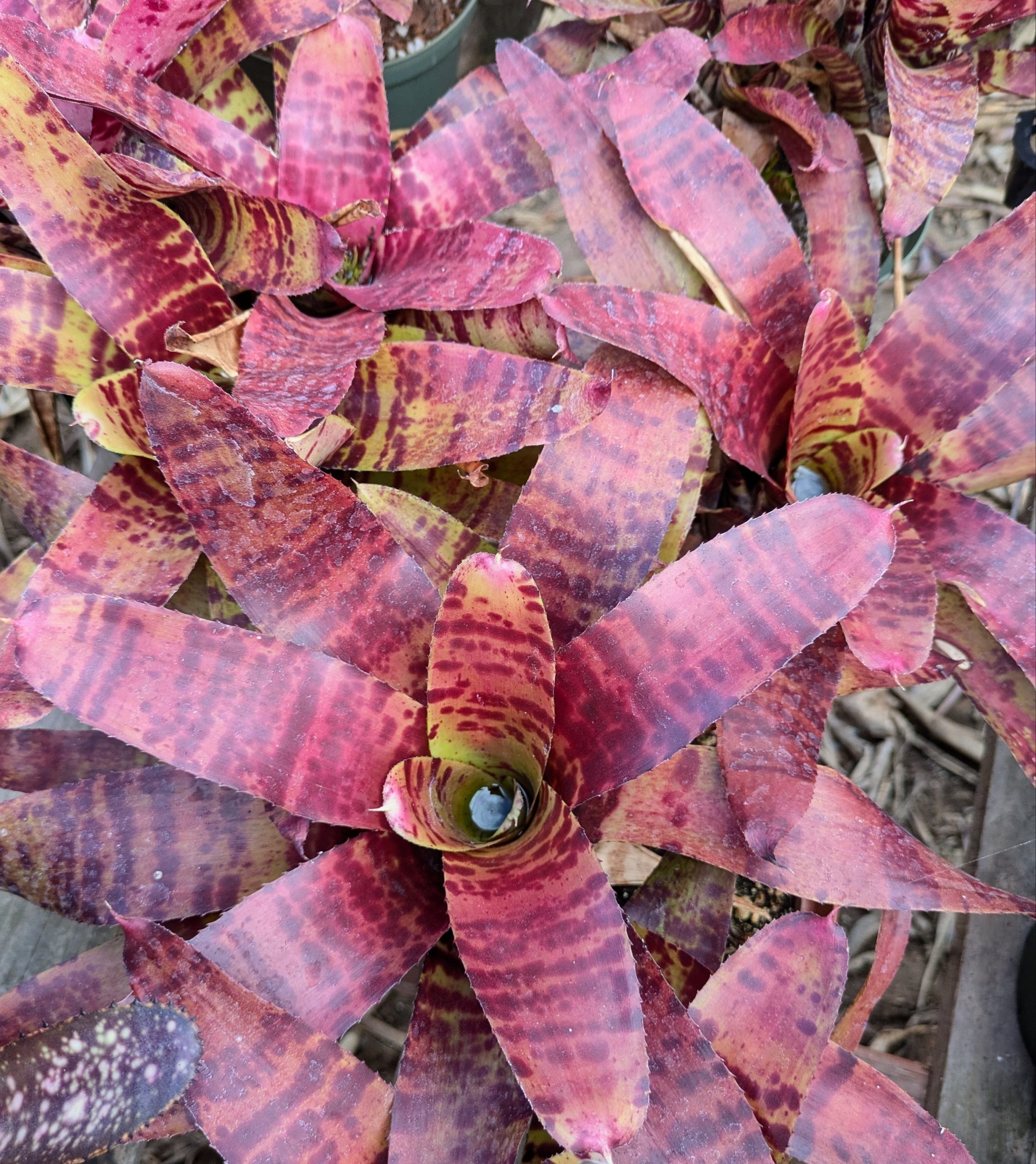 Neoregelia Blushing Tiger - Image 5