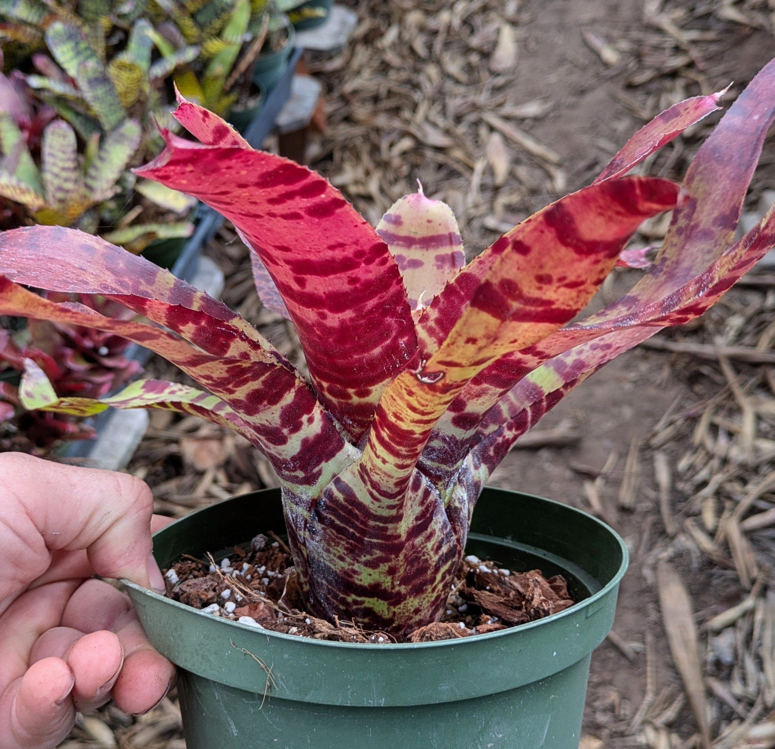 Neoregelia Blushing Tiger - Image 4