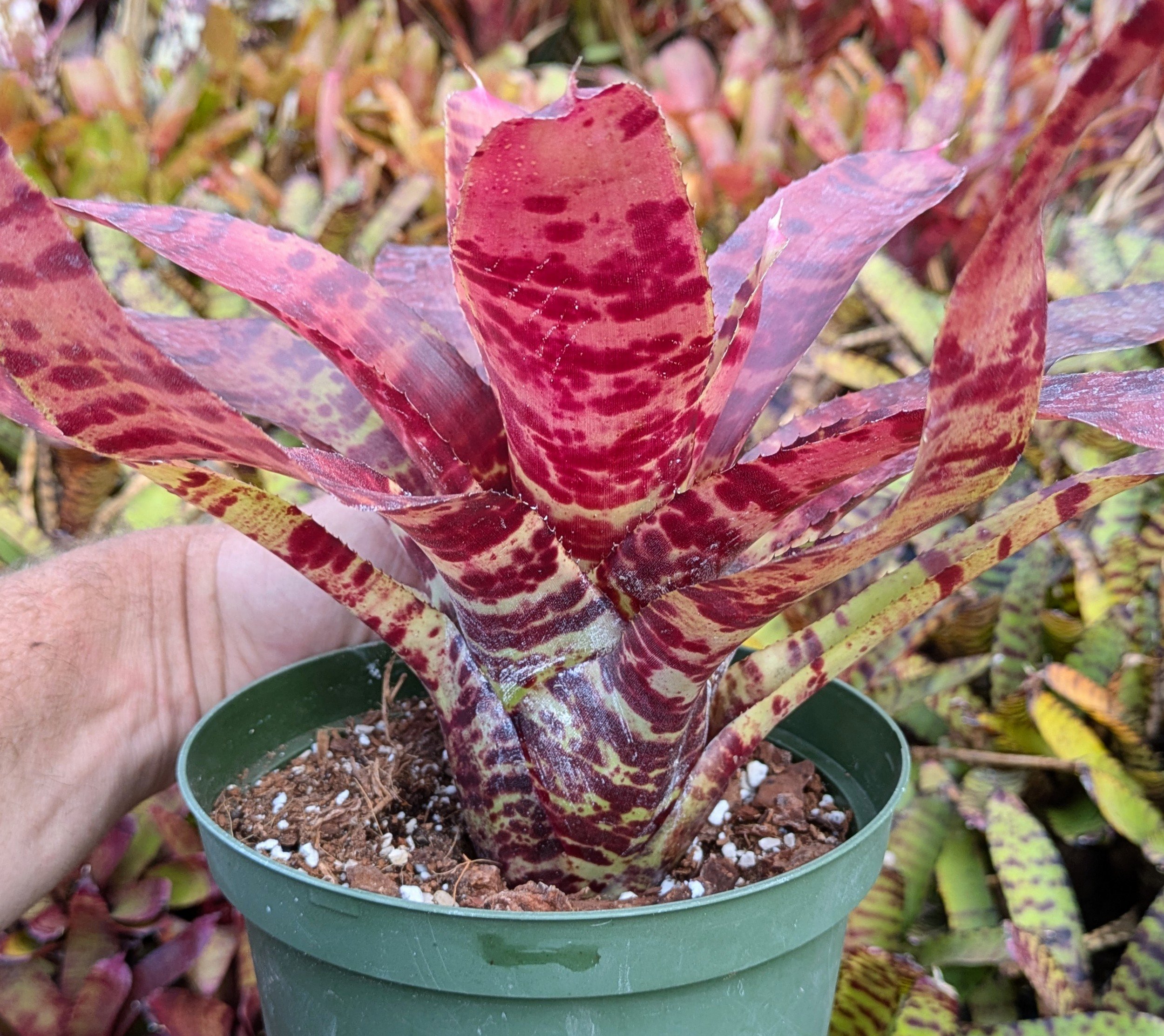 Neoregelia Blushing Tiger - Image 2
