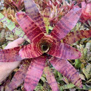Neoregelia Blushing Tiger