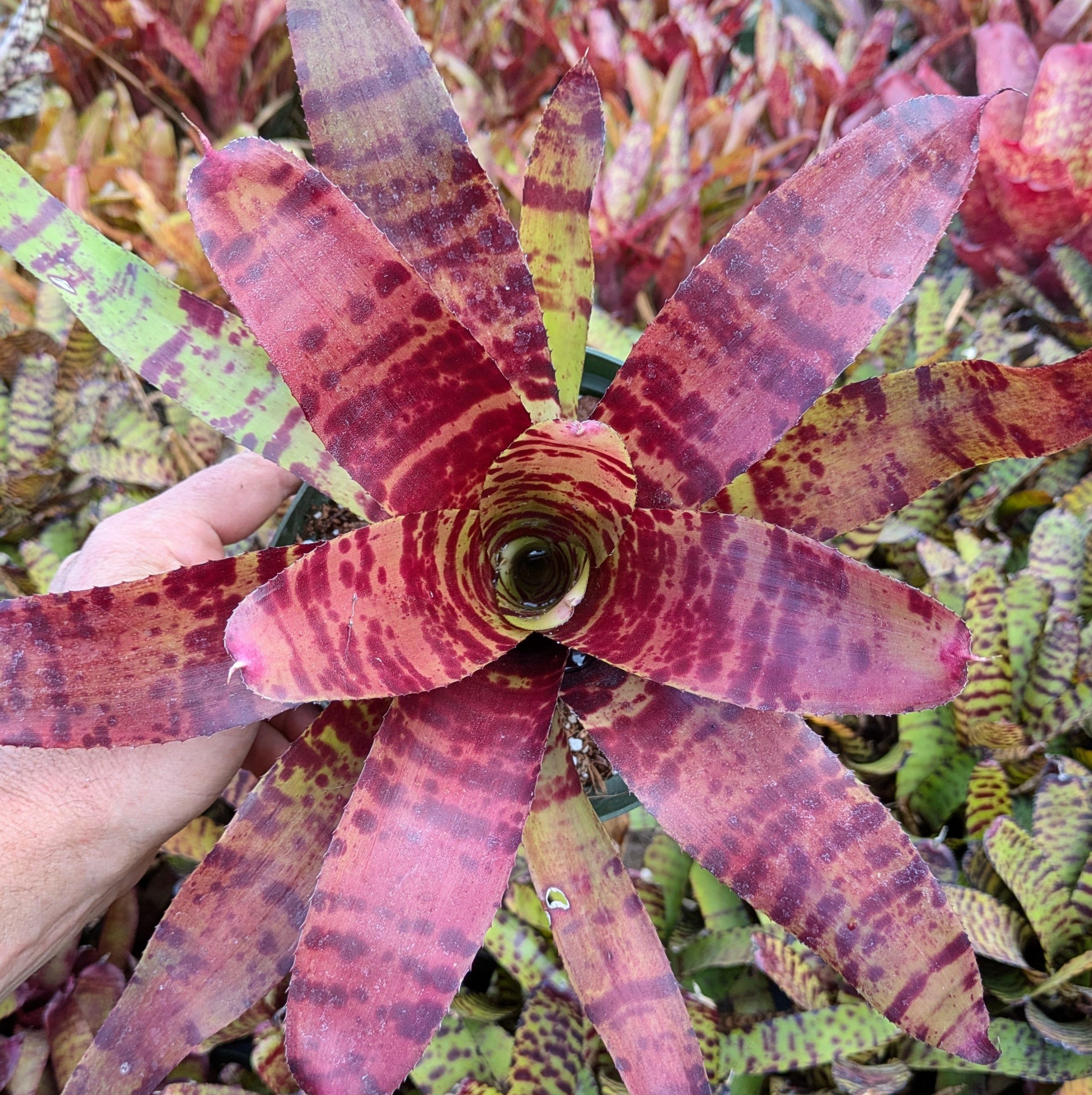 Neoregelia Blushing Tiger