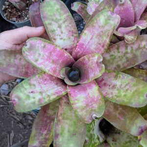 Neoregelia Hatsumi
