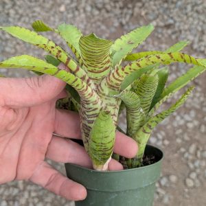 Neoregelia punctatissima Yellow Banded