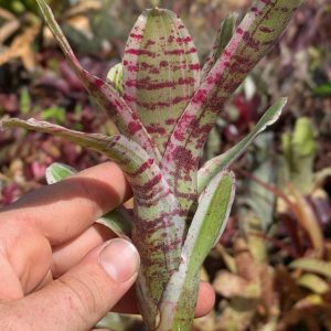 Neoregelia Mojo