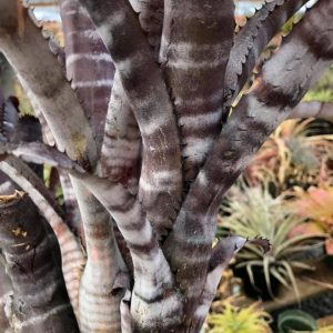 Billbergia Shadow of Death