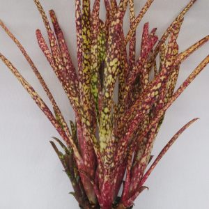 Billbergia Holy Grail