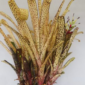 Billbergia Kolan Gift