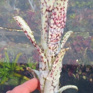 Billbergia Limestone