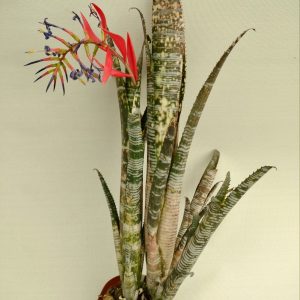 Billbergia Puna Pride
