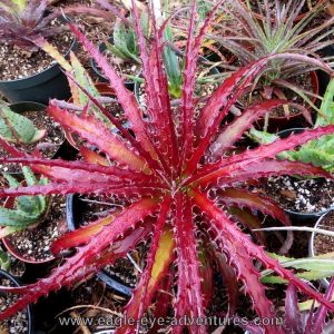 Hechtia Wildfire