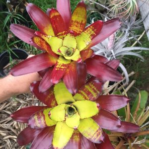 Neoregelia Brian Weber