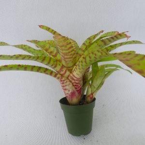 Neoregelia Green Hornet