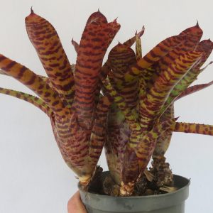 Neoregelia Tomcat