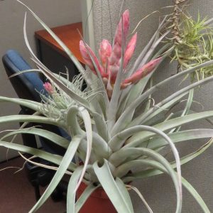 Tillandsia Steve
