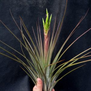 Tillandsia concolor x hammeri