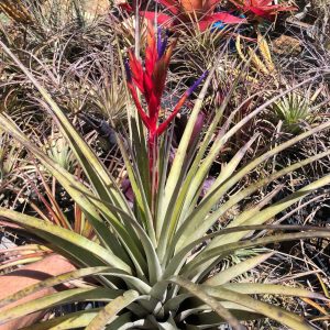 Tillandsia fasciculata La Belle, FL