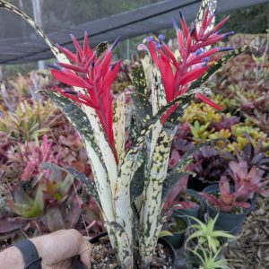Billbergia Bravo