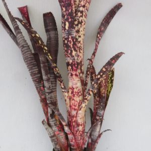 Billbergia Berry Blast