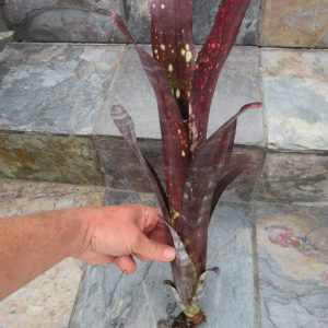 Billbergia Bob