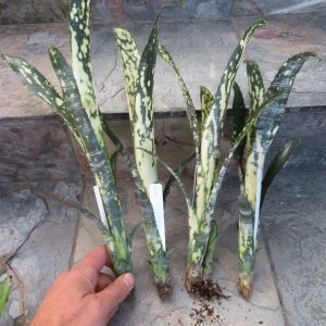 Billbergia Bravo