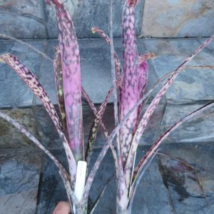 Billbergia Fireworks