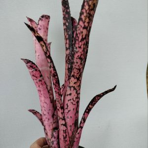 Billbergia Incendiary Delight