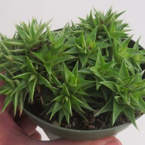 Deuterocohnia brevifolia 'Little Marj'