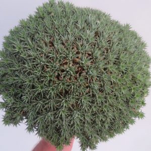 Deuterocohnia brevifolia ssp. chlorantha