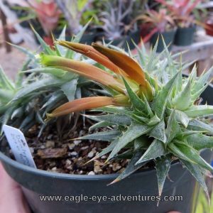 Deuterocohnia brevifolia x lotteae