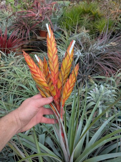 Tillandsia grossispicata #394 - Image 2