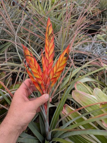 Tillandsia grossispicata #394