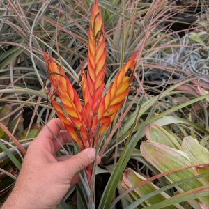 Tillandsia grossispicata #394