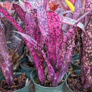 Billbergia Elvira