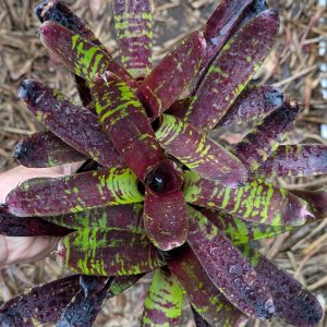 Neoregelia Flash Point