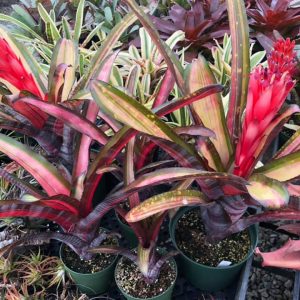 Billbergia Allan Ladd