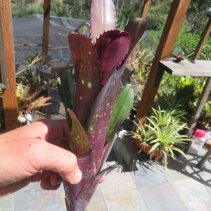 Billbergia Blue Moon