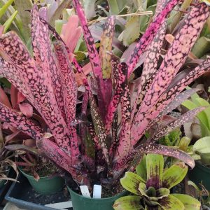 Billbergia Cajun Magic