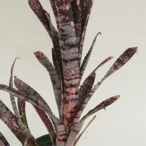 Billbergia California Dreamin