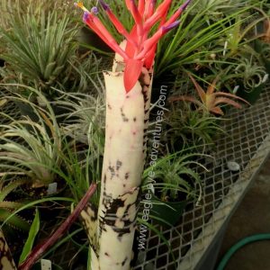 Billbergia Domingos Martins