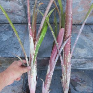 Billbergia Gerda x viridiflora